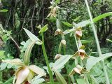 Epipactis royleana. Соцветия. Узбекистан, Китабский государственный геологический заповедник, ущелье р. Ходжакургансай. 16.07.2004.