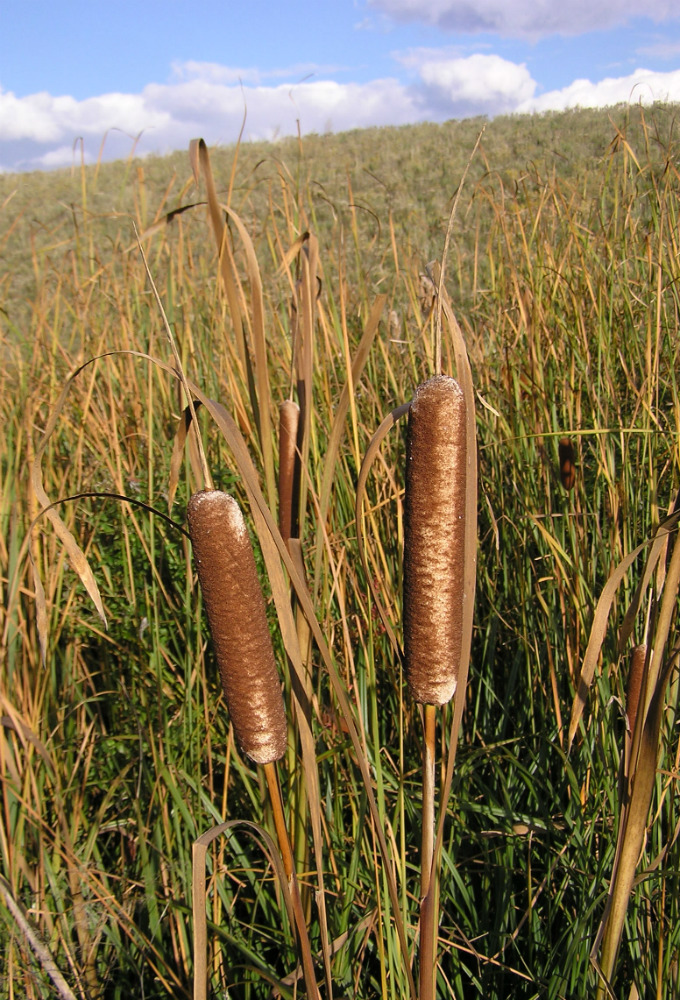 Image of Typha latifolia specimen.