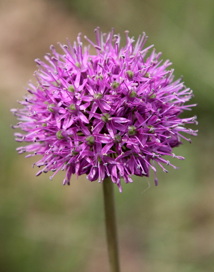 Image of Allium severtzovioides specimen.