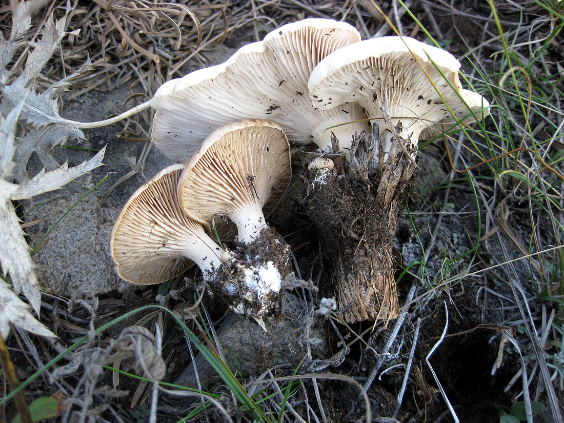 Image of Eryngium campestre specimen.