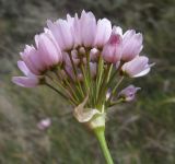 Allium roseum. Соцветие. Испания, Наварра, биосферный заповедник Bardenas Reales, урочище Vedado de Eguaras, 26 мая 2012 г.