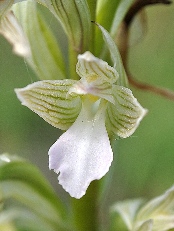 Изображение особи Anacamptis papilionacea ssp. schirwanica.