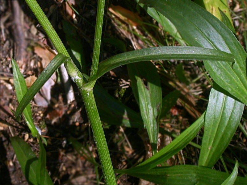 Image of Scorzonera humilis specimen.