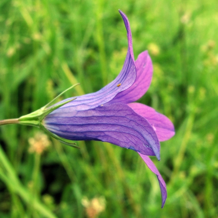 Image of Campanula patula specimen.