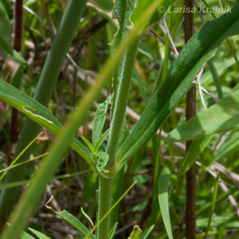 Image of Silene amoena specimen.