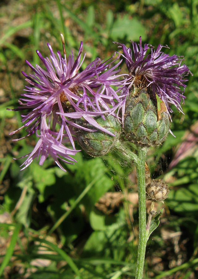 Image of Centaurea apiculata specimen.