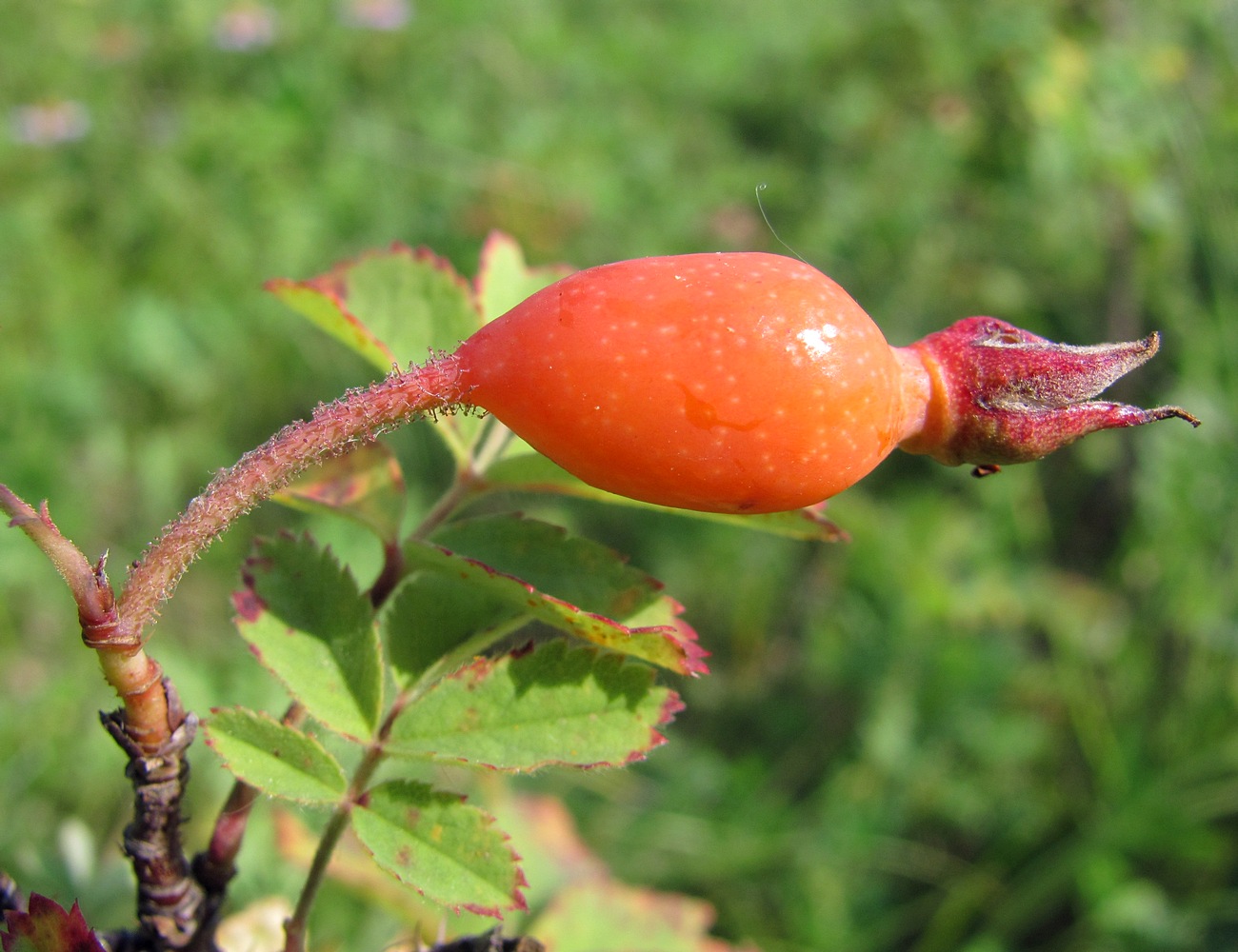 Изображение особи Rosa acicularis.