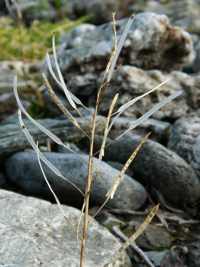 Image of Arabis alpina specimen.