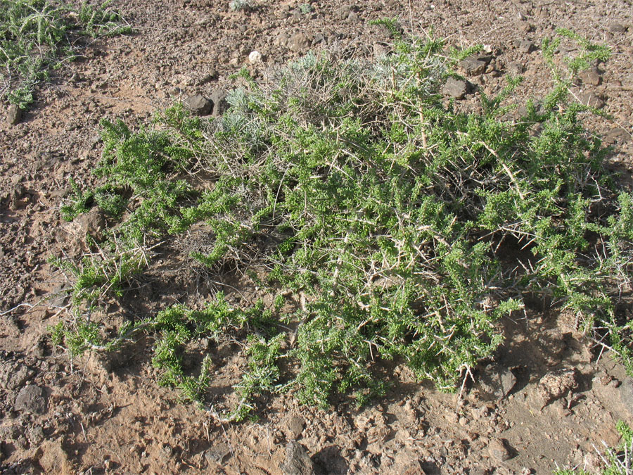 Image of Lycium intricatum specimen.