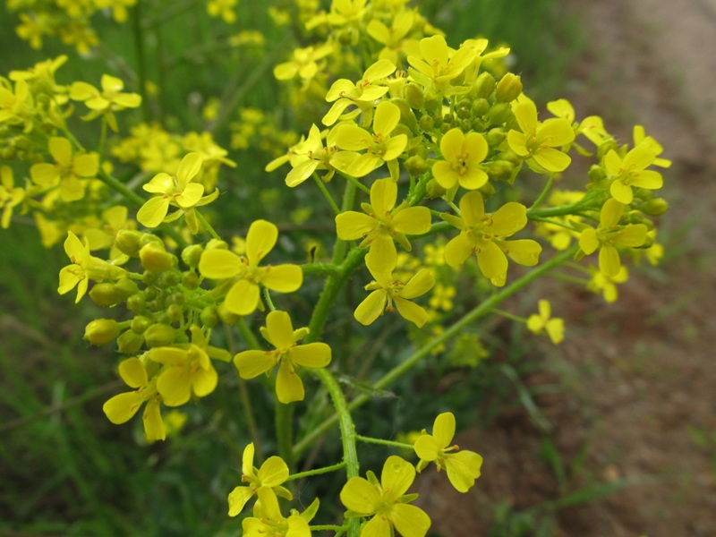 Image of Bunias orientalis specimen.