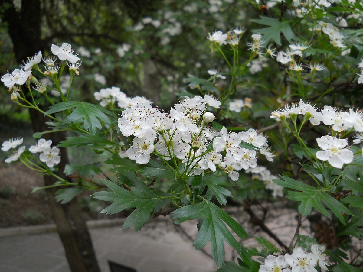 Image of Crataegus stevenii specimen.