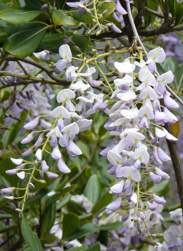 Image of Wisteria sinensis specimen.