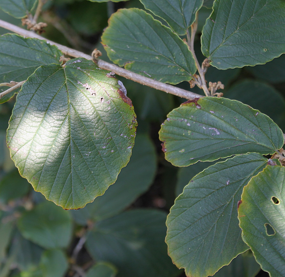 Изображение особи Hamamelis &times; intermedia.