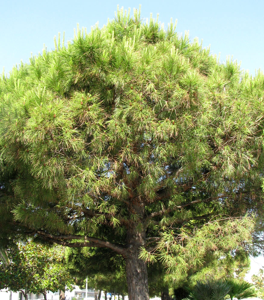 Image of Pinus pinea specimen.