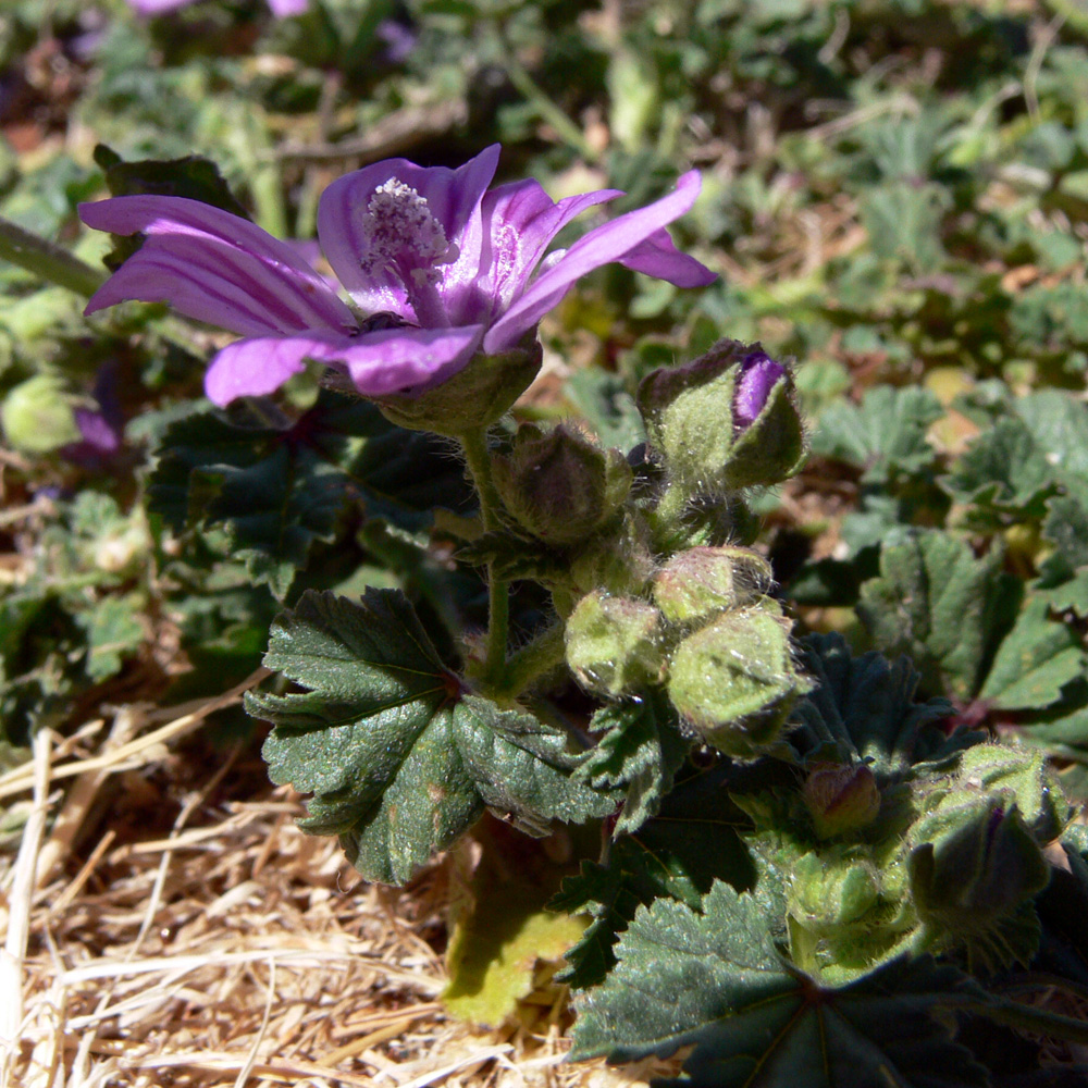 Image of Malva sylvestris specimen.