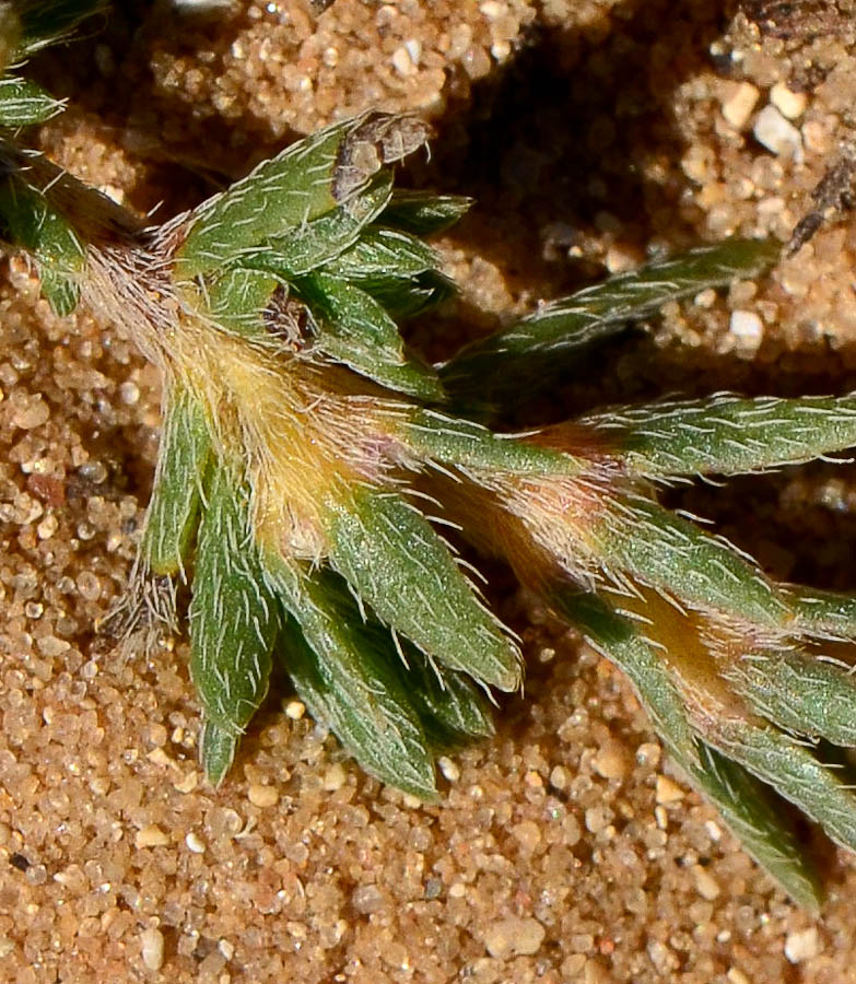 Image of Echiochilon fruticosum specimen.