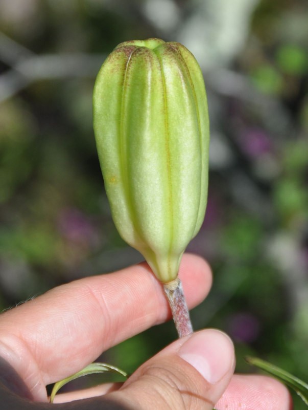 Изображение особи Lilium pensylvanicum.