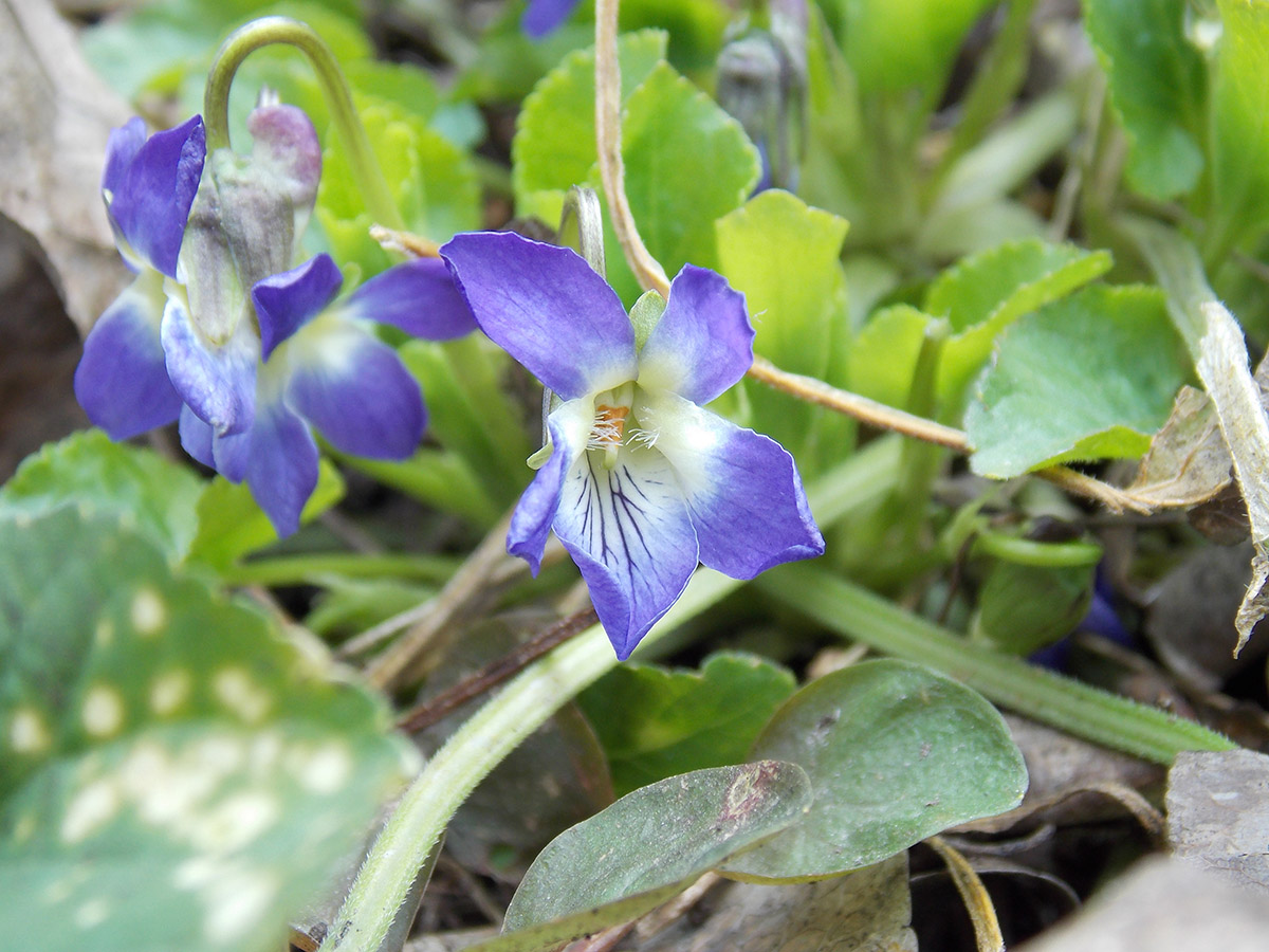 Image of Viola suavis specimen.