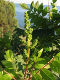 Rhus coriaria