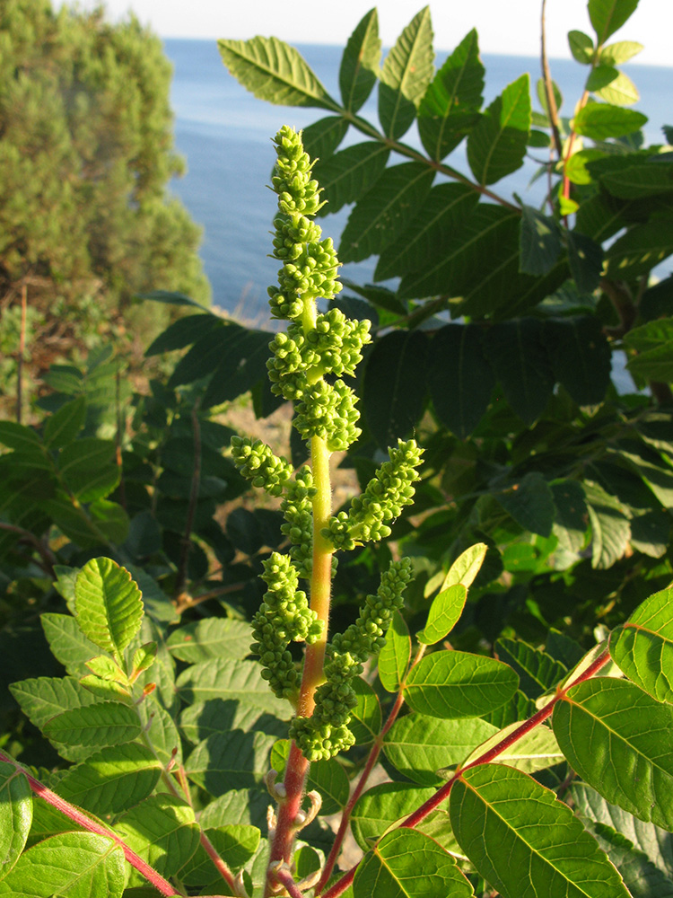 Изображение особи Rhus coriaria.