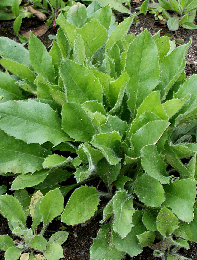 Image of Hieracium amplexicaule specimen.