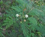 Leucaena leucocephala. Верхушка побега с соцветиями и незрелыми плодами. Таиланд, остров Тао. 28.06.2013.