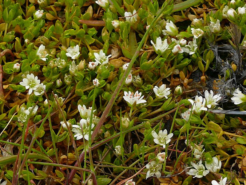 Image of Stellaria humifusa specimen.