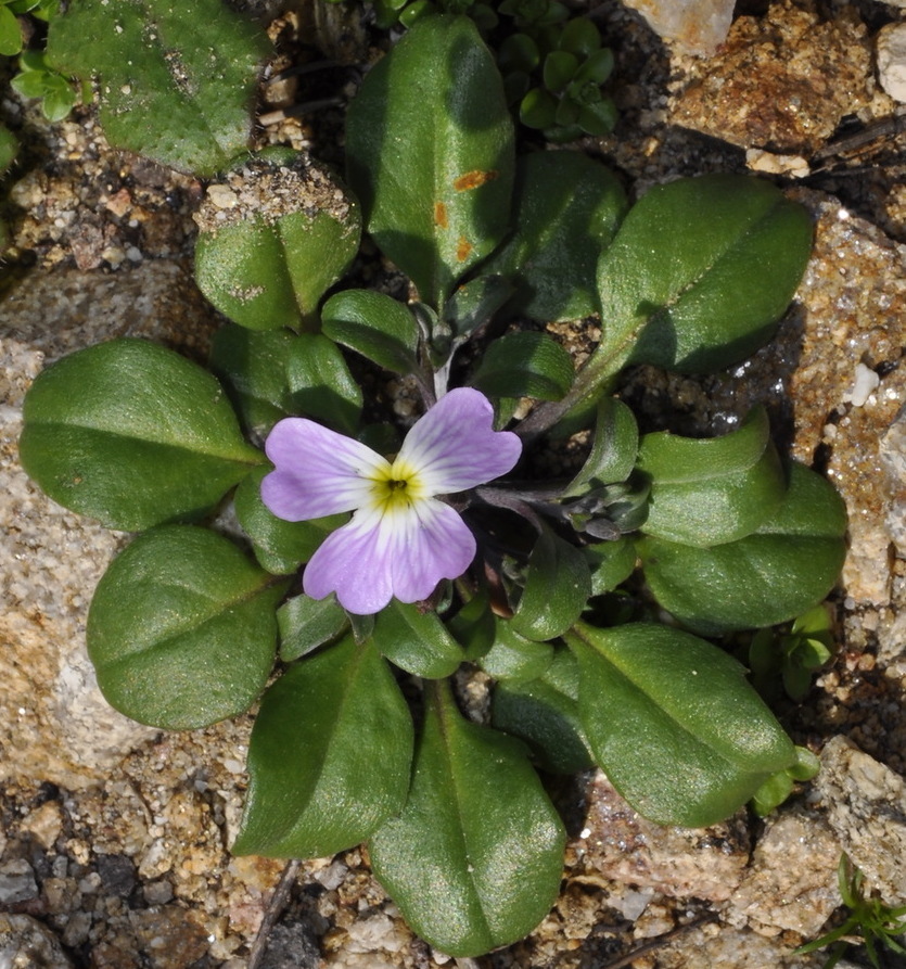 Image of Malcolmia flexuosa specimen.