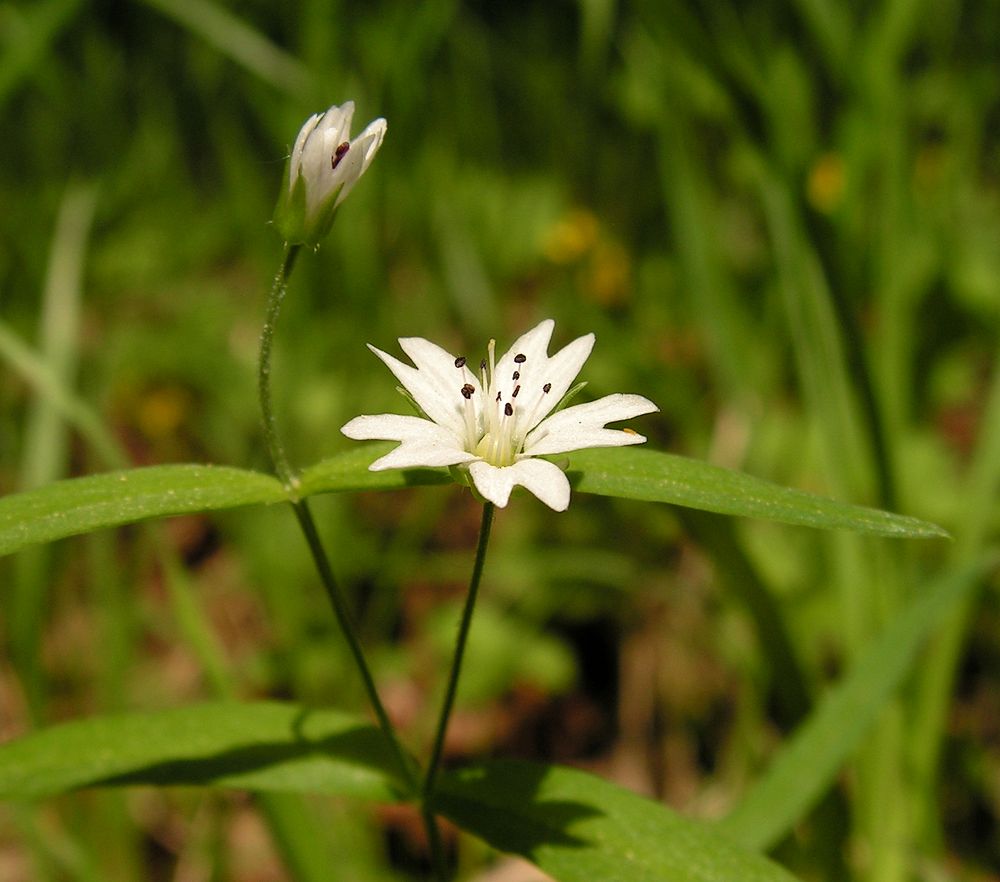 Image of Pseudostellaria sylvatica specimen.