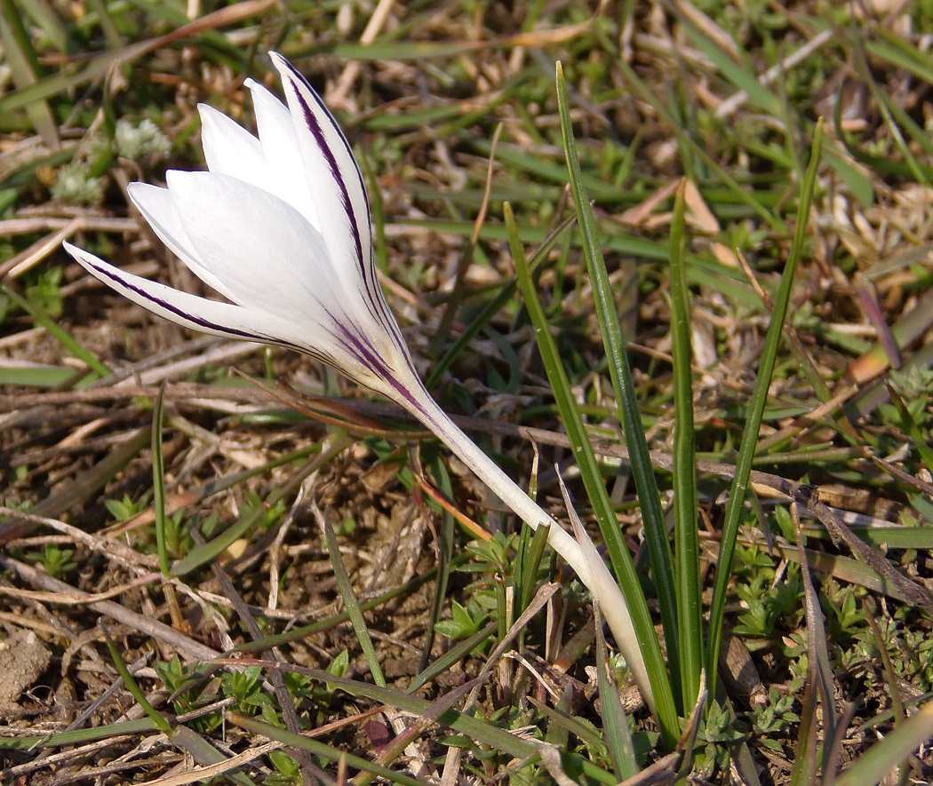 Image of Crocus reticulatus specimen.