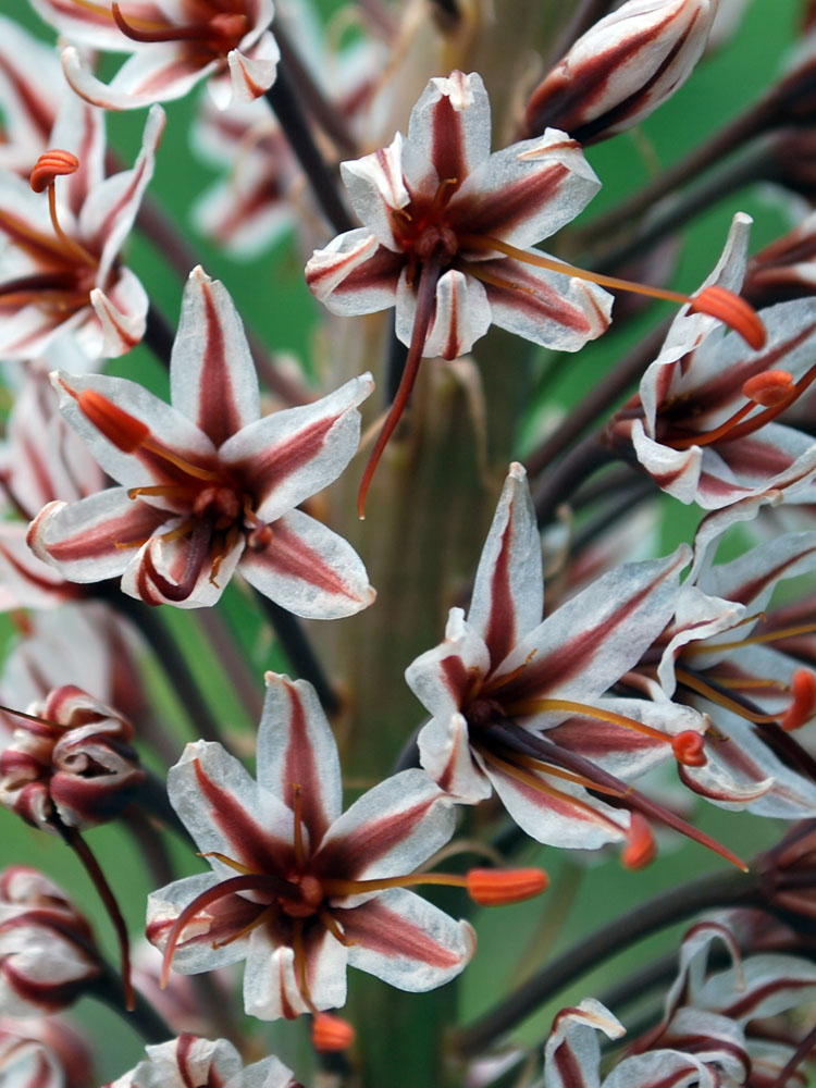 Image of Eremurus regelii specimen.