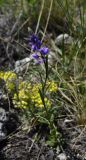 Polygala wolfgangiana