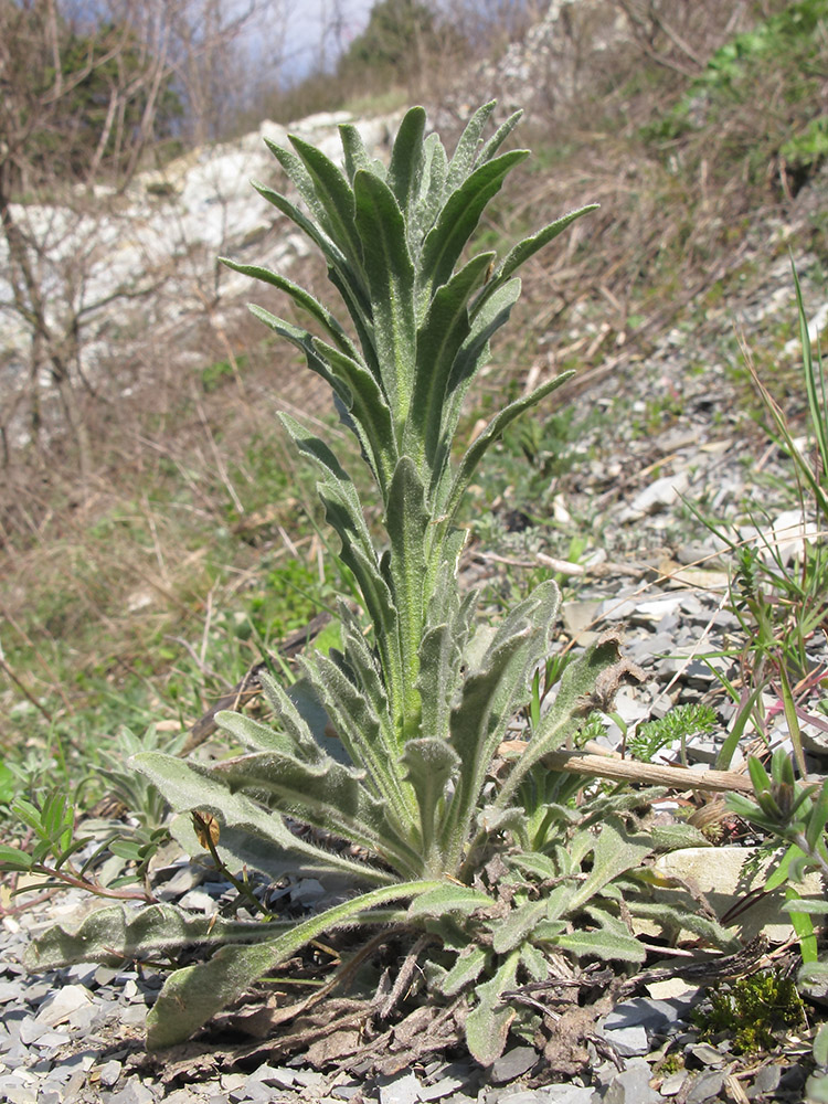 Image of Fibigia eriocarpa specimen.