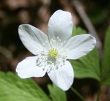 Anemone umbrosa