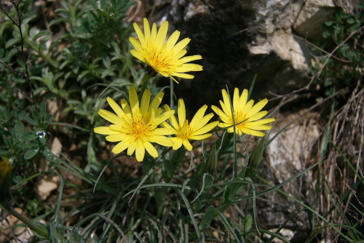 Image of Tragopogon pusillus specimen.