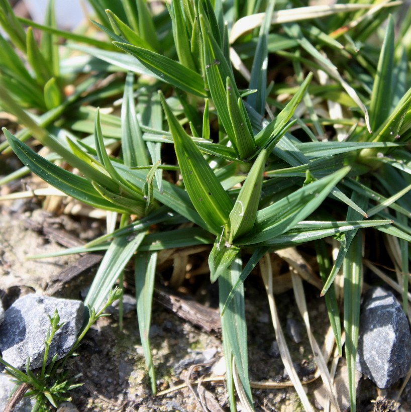 Image of Carex firma specimen.