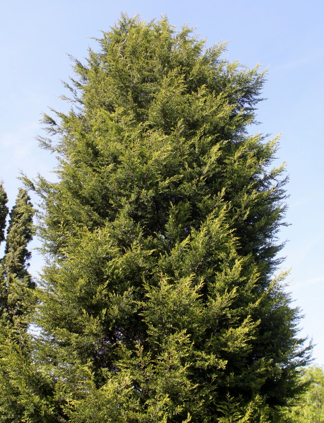 Image of Cupressus &times; leylandii specimen.