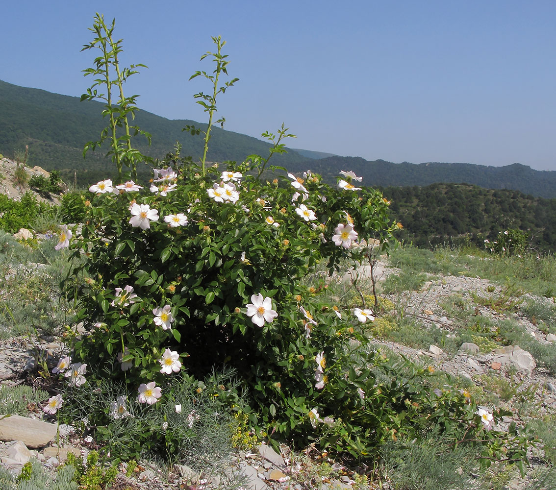 Изображение особи Rosa biebersteiniana.