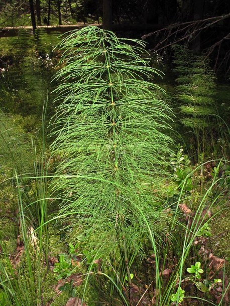 Image of Equisetum sylvaticum specimen.