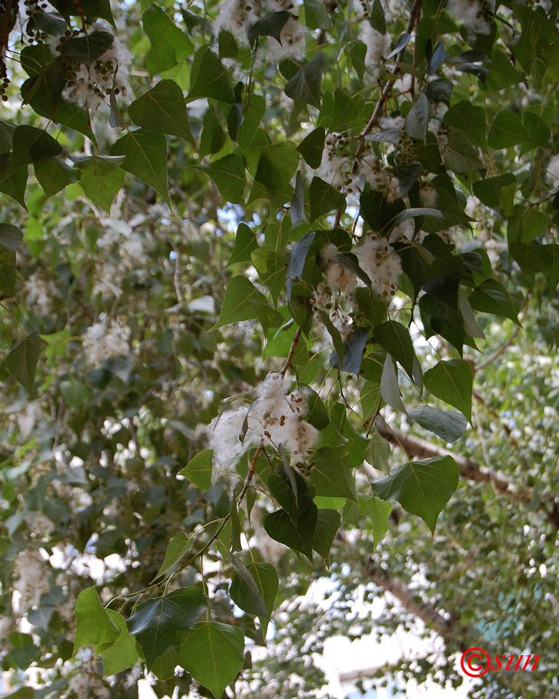 Image of Populus nigra specimen.