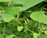 Aristolochia contorta