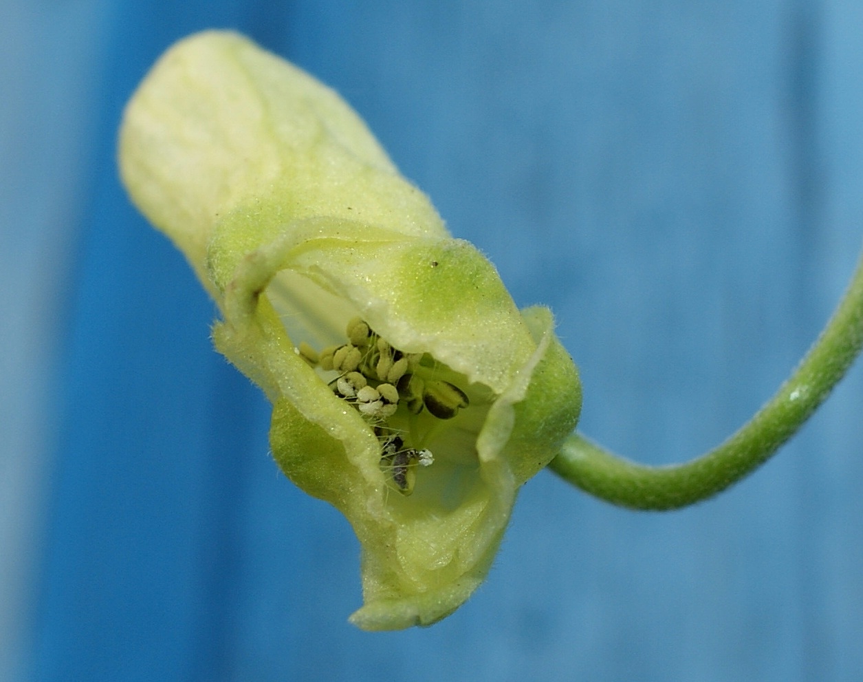 Image of Aconitum umbrosum specimen.