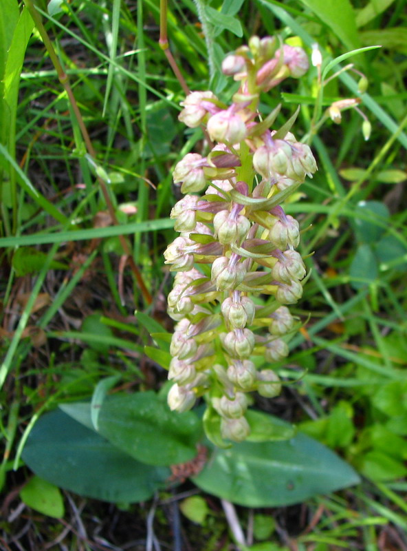 Изображение особи Dactylorhiza viridis.