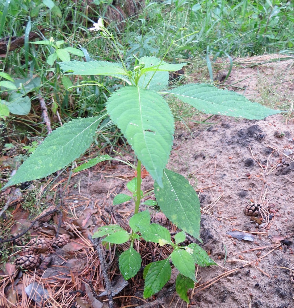 Image of Impatiens parviflora specimen.