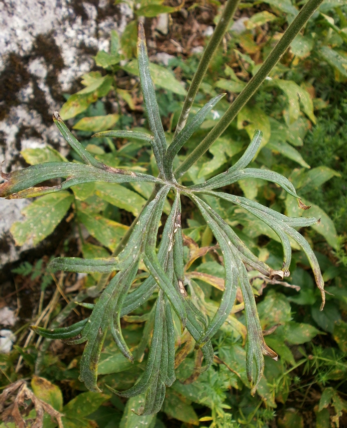 Изображение особи Delphinium fissum.