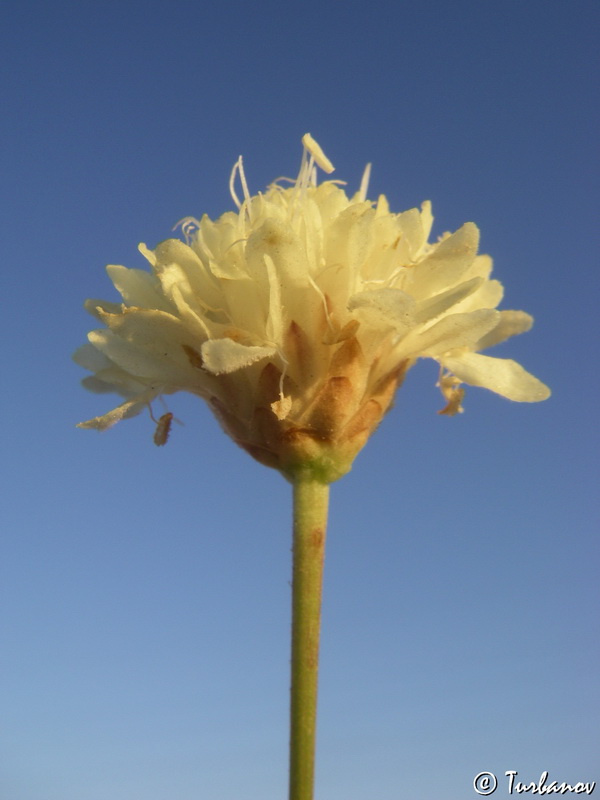 Image of Cephalaria coriacea specimen.