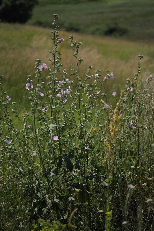 Image of Malva thuringiaca specimen.