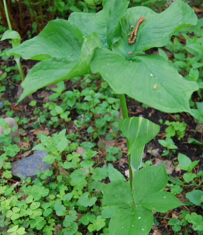 Image of Arisaema amurense specimen.