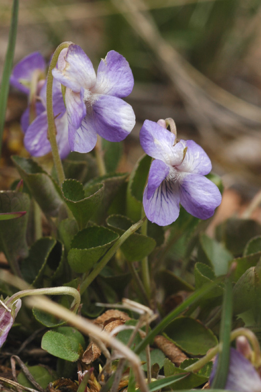 Image of Viola rupestris specimen.