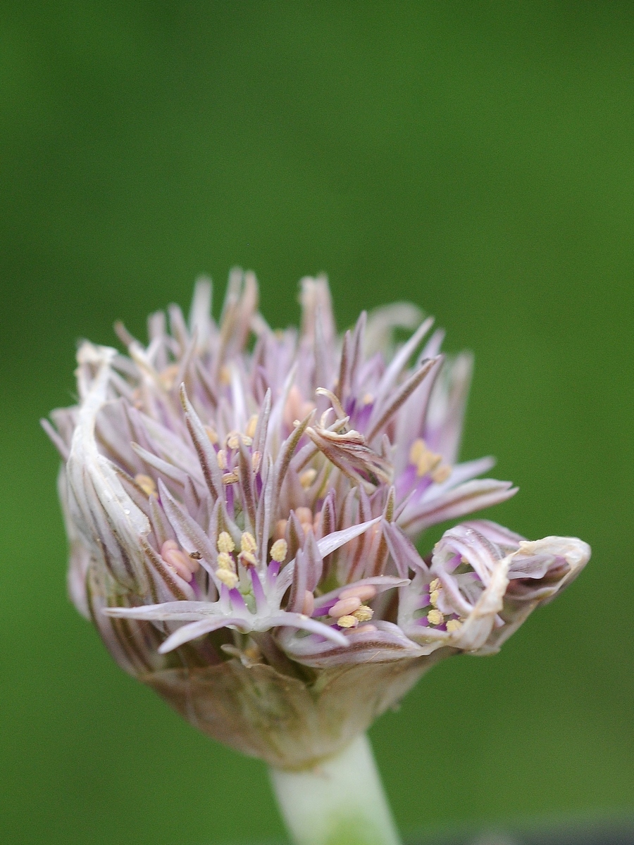 Image of Allium austroiranicum specimen.